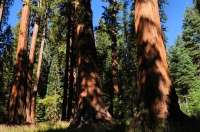 Sequoiadendron giganteum