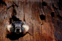 Marmota flaviventris