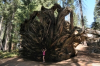 Sequoiadendron giganteum - Buttress Tree