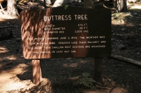 Sequoiadendron giganteum