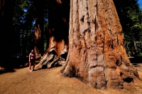 Sequoiadendron giganteum