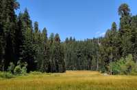 Crescent Meadow, Sequoia NP