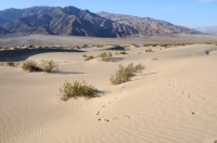 Mesquite Flat Sand Dunes, Death Valley