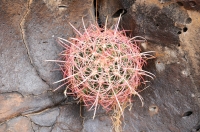Cactus in Mojave National Preserve