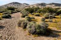 Kelso Dunes, Mojave National Preserve