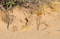 Uma scoparia/Mohave Fringe-toed Lizard, Kelso Dunes