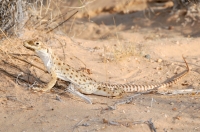 Gambelia wislizenii/Long-nosed Leopard Lizard, Kelso Dunes