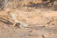 Gambelia wislizenii, Kelso Dunes
