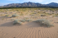 Kelso Dunes, Mojave National Preserve