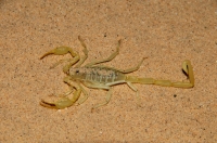 Hadrurus arizonensis, Kelso Dunes