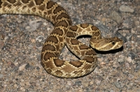 Crotalus scutulatus, Mojave National Preserve