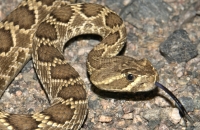 Crotalus scutulatus, Mojave National Preserve