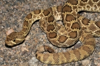 Crotalus scutulatus, Mojave National Preserve