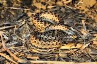 Pituophis catenifer, Carbon Canyon
