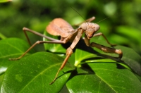 Stagmomantis californica