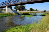 Locality of American Bullfrog