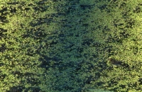 Lithobates catesbeianus, Yorba Linda