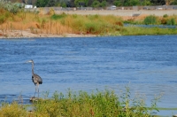 Ardea herodias/Great Blue Heron