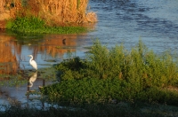 Ardea alba, Yorba Linda 