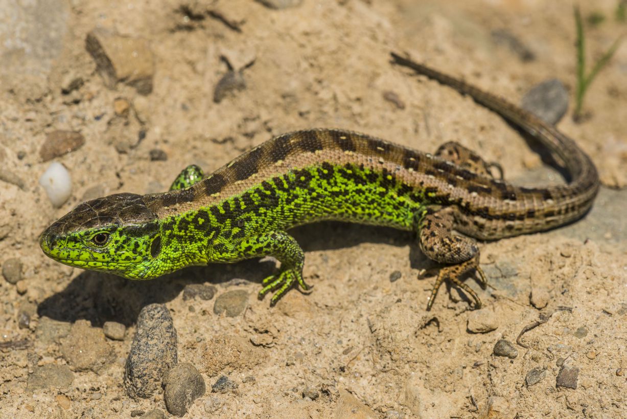 Температура тела прыткой ящерицы. Прыткая ящерица (Lacerta Agilis l.),. Ящерица прыткая горнокрымская. Лацерта Агилис. Lacerta Agilis grusinica.