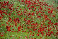 Máky Afrasiyab, Samarkand