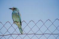 Coracias garrulus, Ilanli