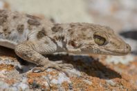 Tenuidactylus fedtschenkoi, Ilanli