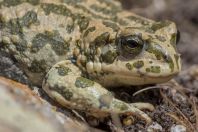 Bufotes pewzowi, Ilanli