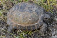 Testudo horsfieldii, Yanakishlak