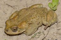 Bufotes pewzowi, Yanakishlak