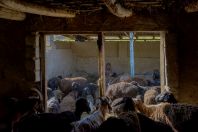 Stříhání ovcí, Yanakishlak