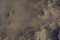 Pulci Bufotes pewzowi, Yanakishlak