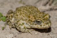 Bufotes pewzowi, Yanakishlak