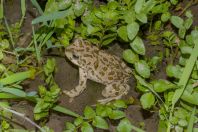 Bufotes pewzowi, Yanakishlak