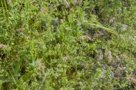 Naja oxiana, Yanakishlak