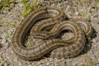 Elaphe dione, Taxtaqoraka Davon