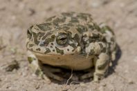 Bufotes pewzowi, Taxtaqoraka Davon