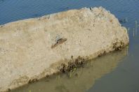 Bufotes pewzowi, Kuľ