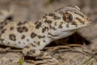 Tenuidactylus caspius, Khodzhaulkan
