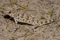 Tenuidactylus caspius, Khodzhaulkan