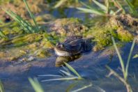 Pelophylax ridibundus complex, Khodzhaulkan