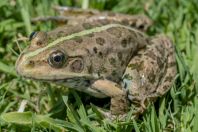 Pelophylax ridibundus complex, Novbur