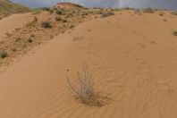 Desert, Novbur