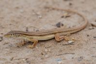 Eremias lineolata, Novbur