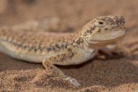 Phrynocephalus interscapularis, Novbur