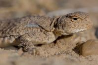 Phrynocephalus raddei, Tupkira