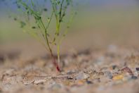 Phrynocephalus raddei, Tupkira