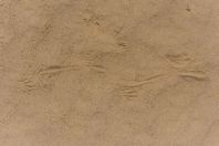 Stopy varana, Dzharkurgan