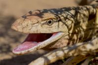 Varanus griseus, Dzharkurgan