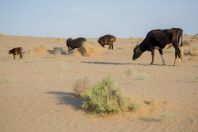 Grazing in the desert, Dzharkurgan